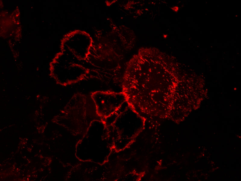 iFluor® 594-Concanavalin A Conjugate - AAT Bioquest