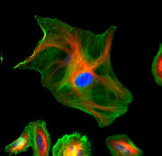 iFluor® 594 goat anti-mouse IgG (H+L) - AAT Bioquest
