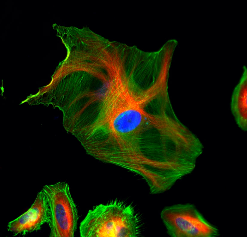 iFluor® 594 goat anti-rabbit IgG (H+L) - AAT Bioquest