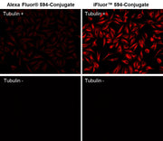 iFluor® 594 maleimide - AAT Bioquest