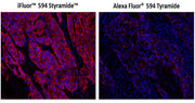 iFluor® 594 PSA™ Imaging Kit with Goat Anti-Rabbit IgG - AAT Bioquest