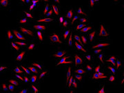 iFluor® 594-streptavidin conjugate - AAT Bioquest