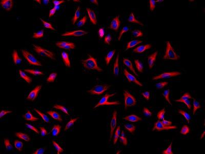 iFluor® 594-streptavidin conjugate - AAT Bioquest