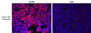 iFluor® 594 Styramide - AAT Bioquest