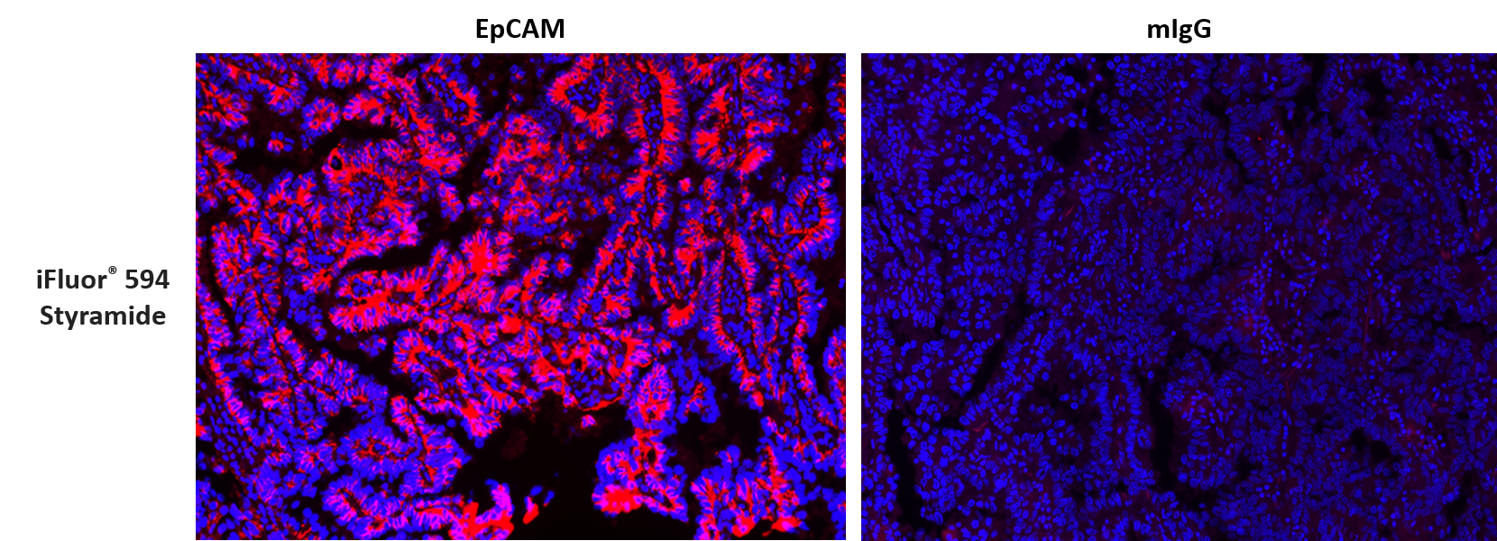 iFluor® 594 Styramide - AAT Bioquest