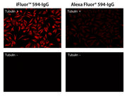 iFluor® 594 succinimidyl ester - AAT Bioquest