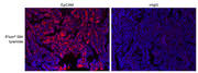 iFluor® 594 Tyramide - AAT Bioquest