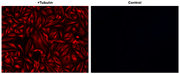 iFluor® 605 succinimidyl ester - AAT Bioquest