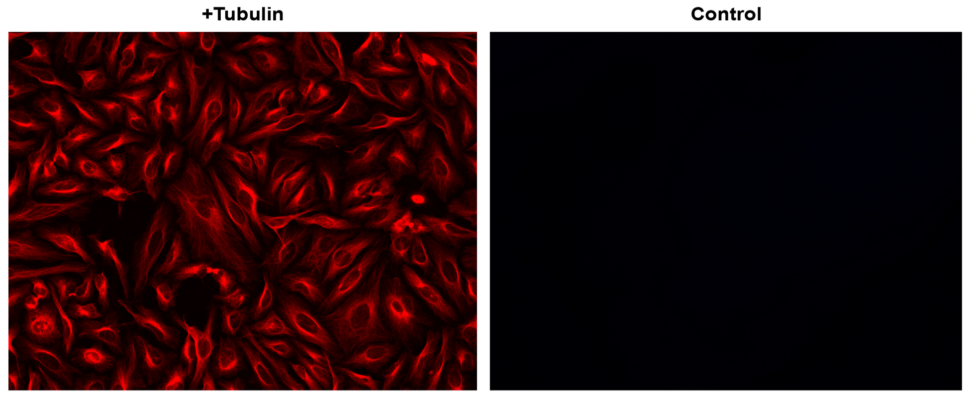 iFluor® 605 succinimidyl ester - AAT Bioquest