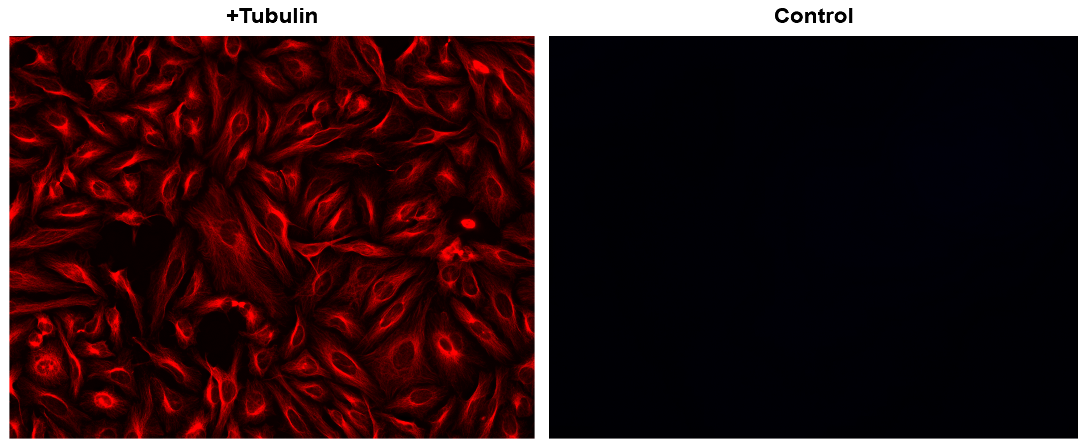 iFluor® 605 succinimidyl ester - AAT Bioquest