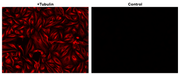 iFluor® 625 succinimidyl ester - AAT Bioquest