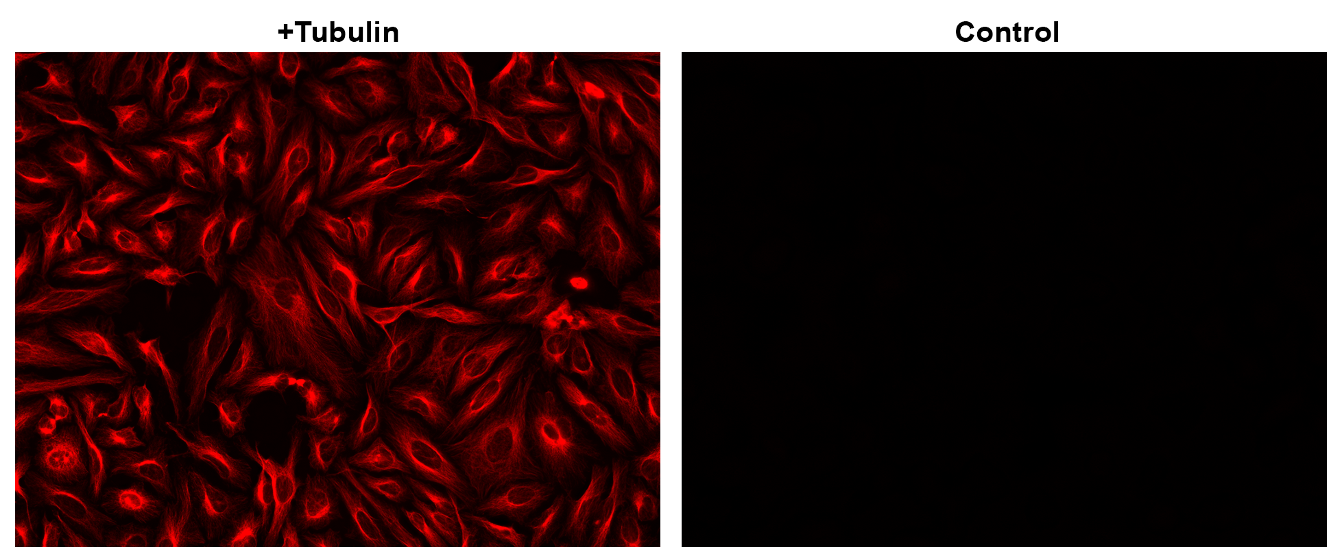 iFluor® 625 succinimidyl ester - AAT Bioquest