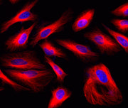iFluor® 633 goat anti-mouse IgG (H+L) *Cross Adsorbed* - AAT Bioquest