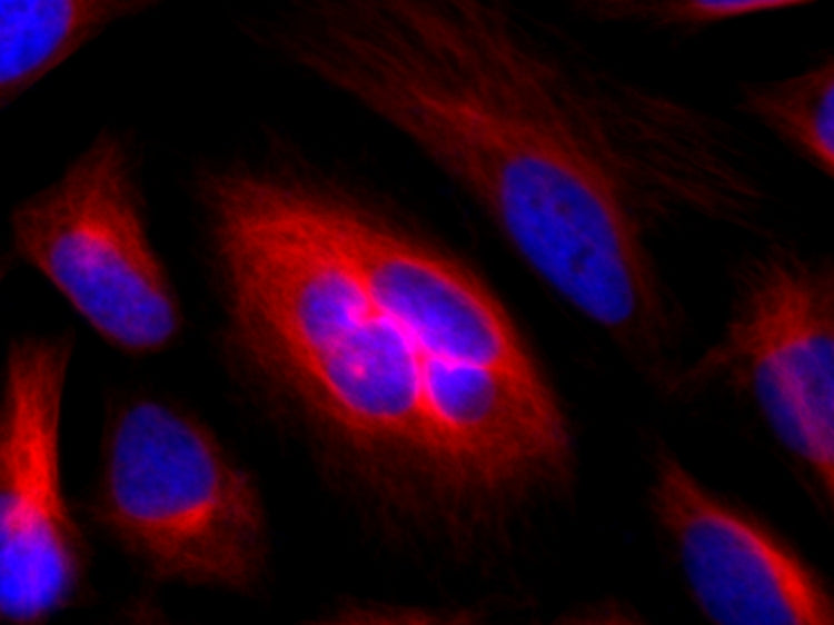 iFluor® 633 goat anti-rabbit IgG (H+L) *Cross Adsorbed* - AAT Bioquest
