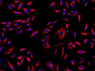 iFluor® 633-streptavidin conjugate - AAT Bioquest