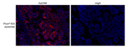 iFluor® 633 Styramide - AAT Bioquest