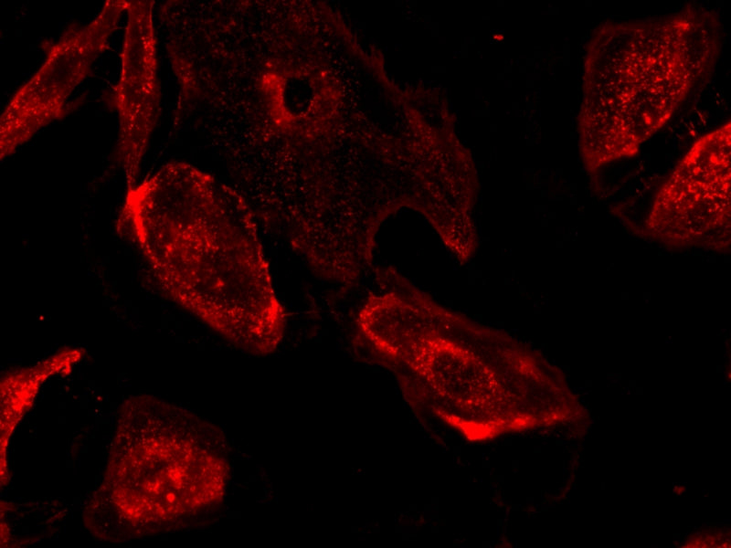 iFluor® 647-Concanavalin A Conjugate - AAT Bioquest