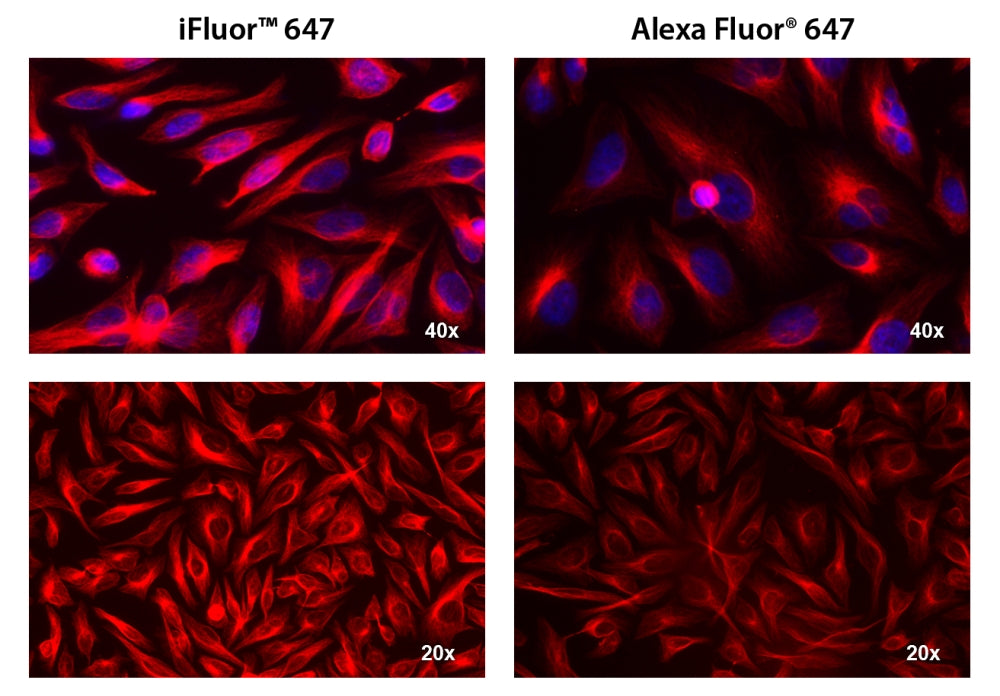 iFluor® 647 goat anti-mouse IgG (H+L) *Cross Adsorbed* - AAT Bioquest