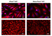 iFluor® 647 goat anti-mouse IgG (H+L) - AAT Bioquest