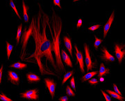 iFluor® 647 maleimide - AAT Bioquest