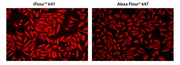 iFluor® 647-streptavidin conjugate - AAT Bioquest
