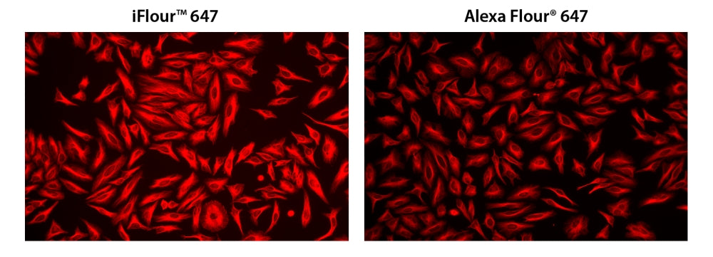 iFluor® 647-streptavidin conjugate - AAT Bioquest
