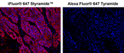 iFluor® 647 Styramide - AAT Bioquest