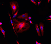 iFluor® 660 succinimidyl ester - AAT Bioquest