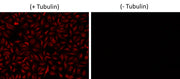 iFluor® 670 succinimidyl ester - AAT Bioquest