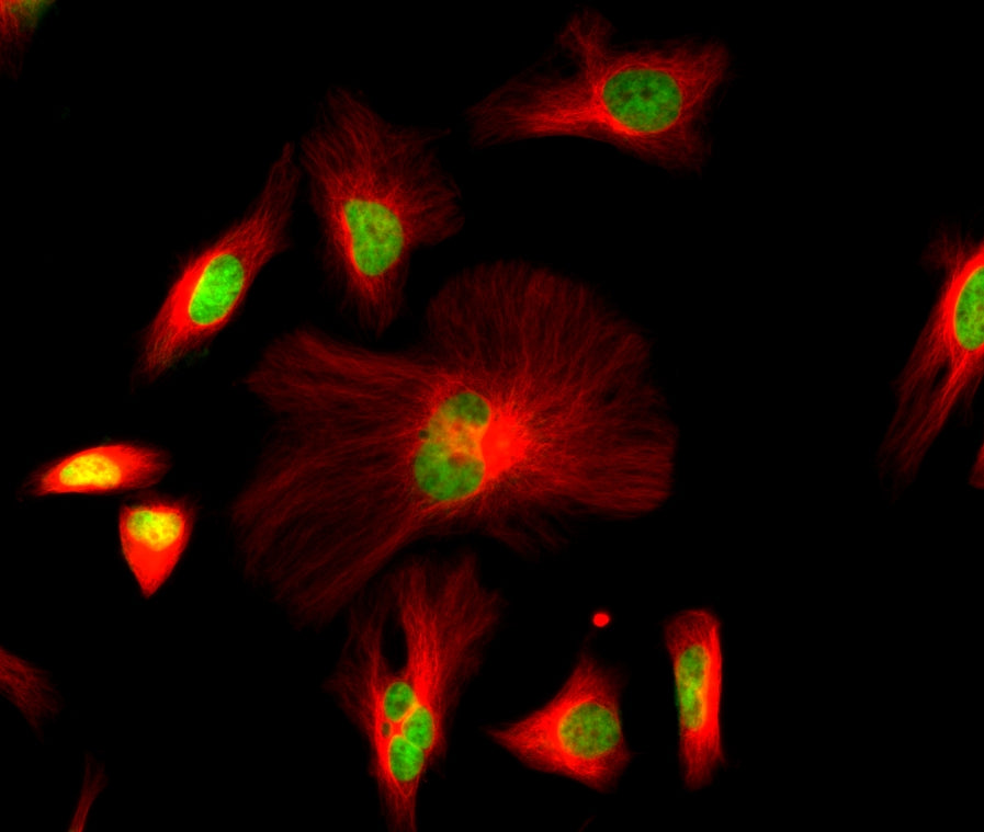 iFluor® 680 goat anti-mouse IgG (H+L) *Cross Adsorbed* - AAT Bioquest