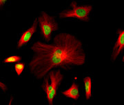 iFluor® 680 goat anti-mouse IgG (H+L) - AAT Bioquest