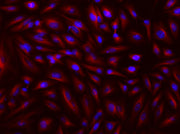 iFluor® 680-streptavidin conjugate - AAT Bioquest