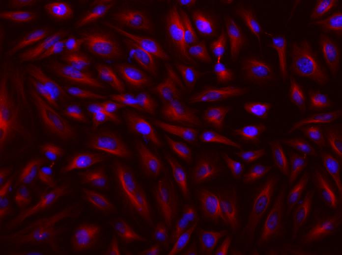 iFluor® 680-streptavidin conjugate - AAT Bioquest
