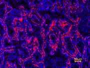 iFluor® 680 Tyramide - AAT Bioquest