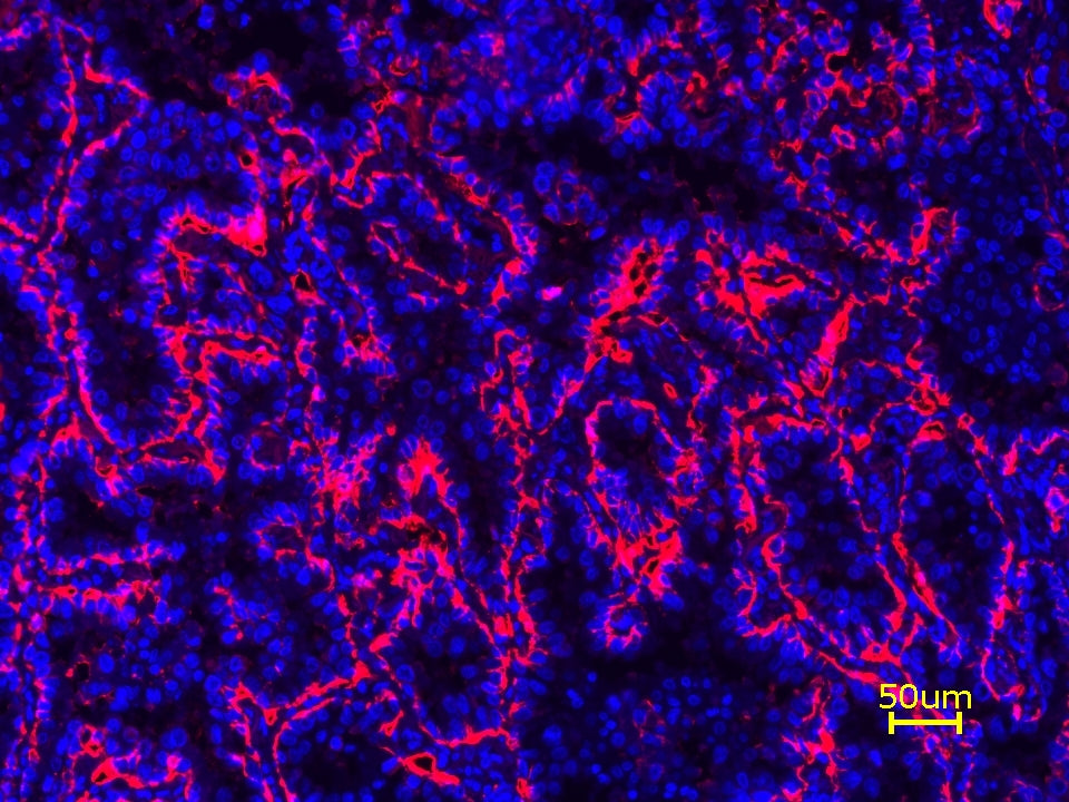 iFluor® 680 Tyramide - AAT Bioquest