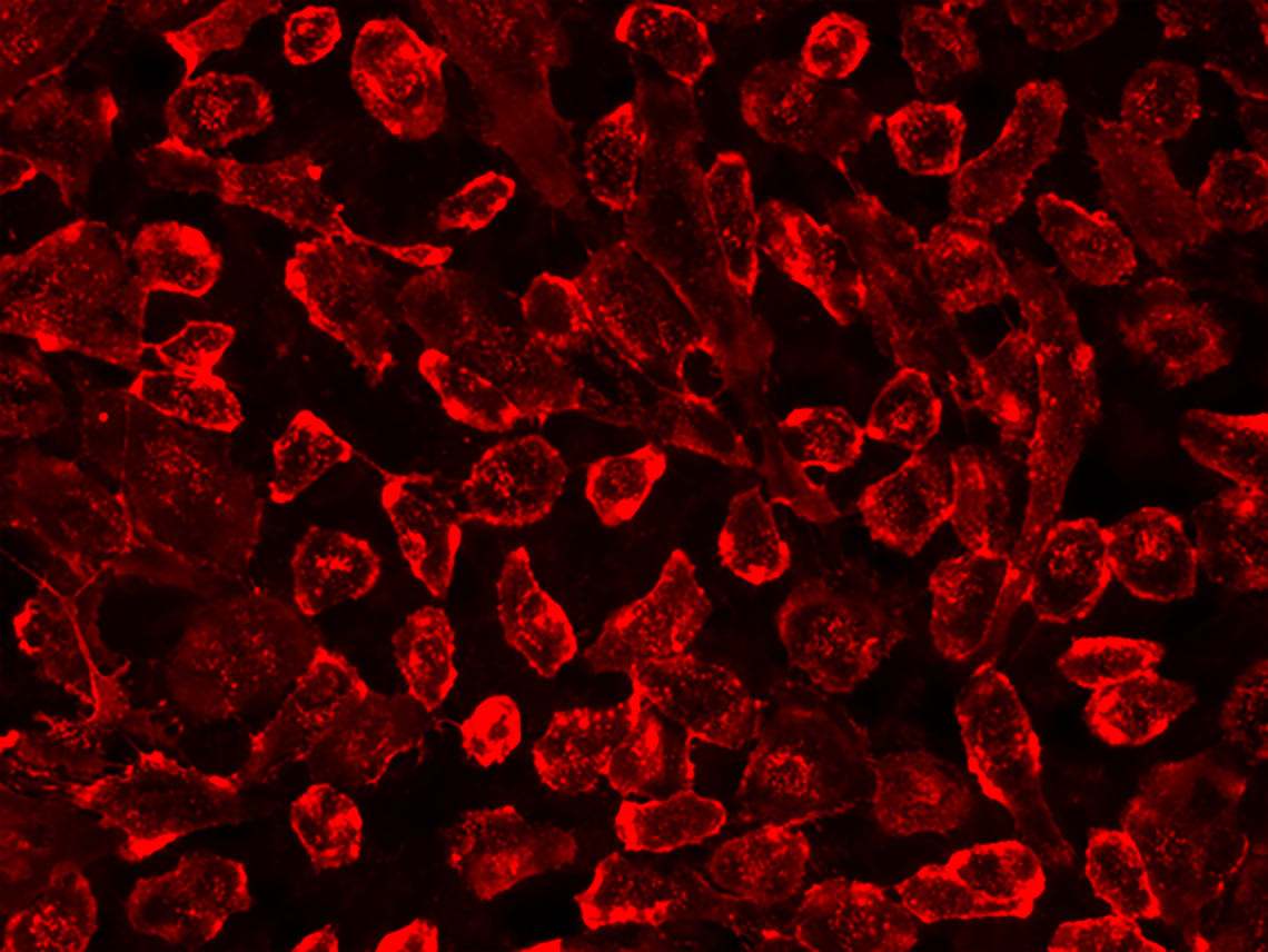 iFluor® 750-Concanavalin A Conjugate - AAT Bioquest