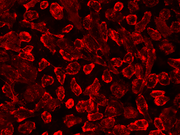 iFluor® 750-Concanavalin A Conjugate - AAT Bioquest