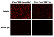 iFluor® 750 Styramide - AAT Bioquest