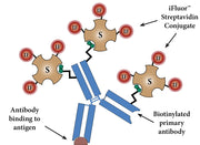 iFluor® 820-streptavidin conjugate - AAT Bioquest