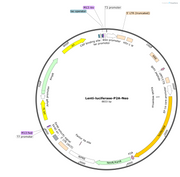Lenti-Luciferase-P2A-Neo Plasmid - AAT Bioquest