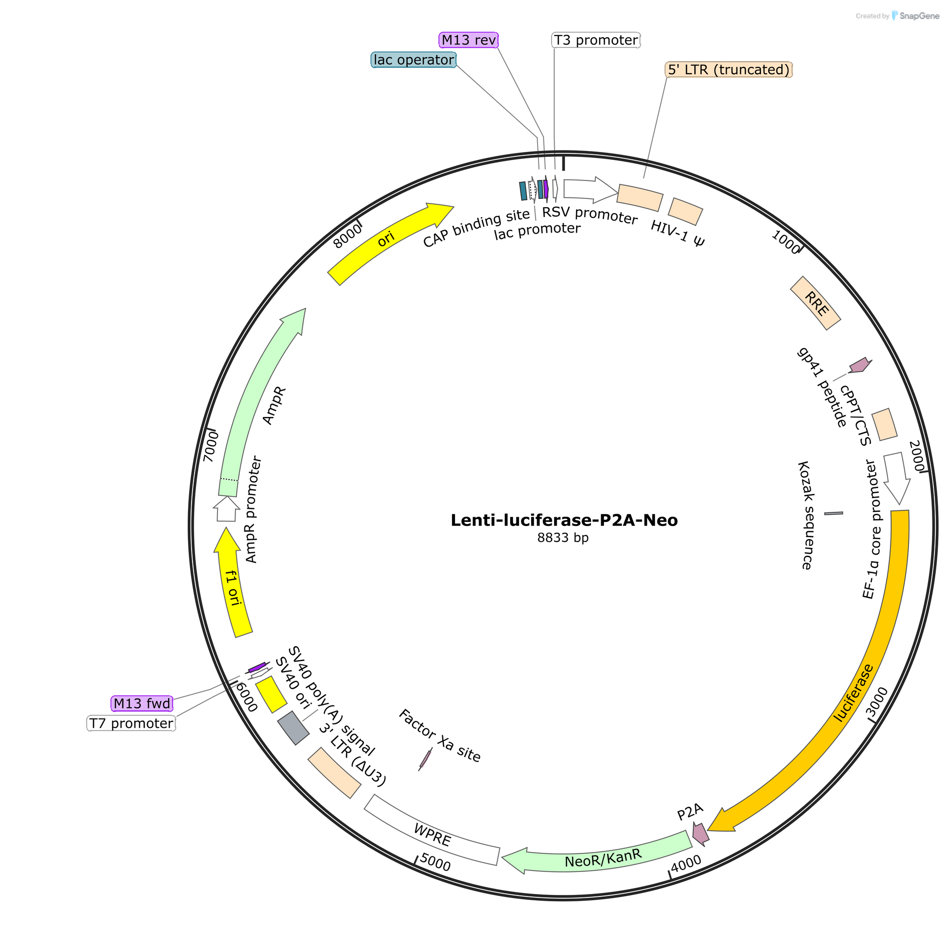Lenti-Luciferase-P2A-Neo Plasmid - AAT Bioquest