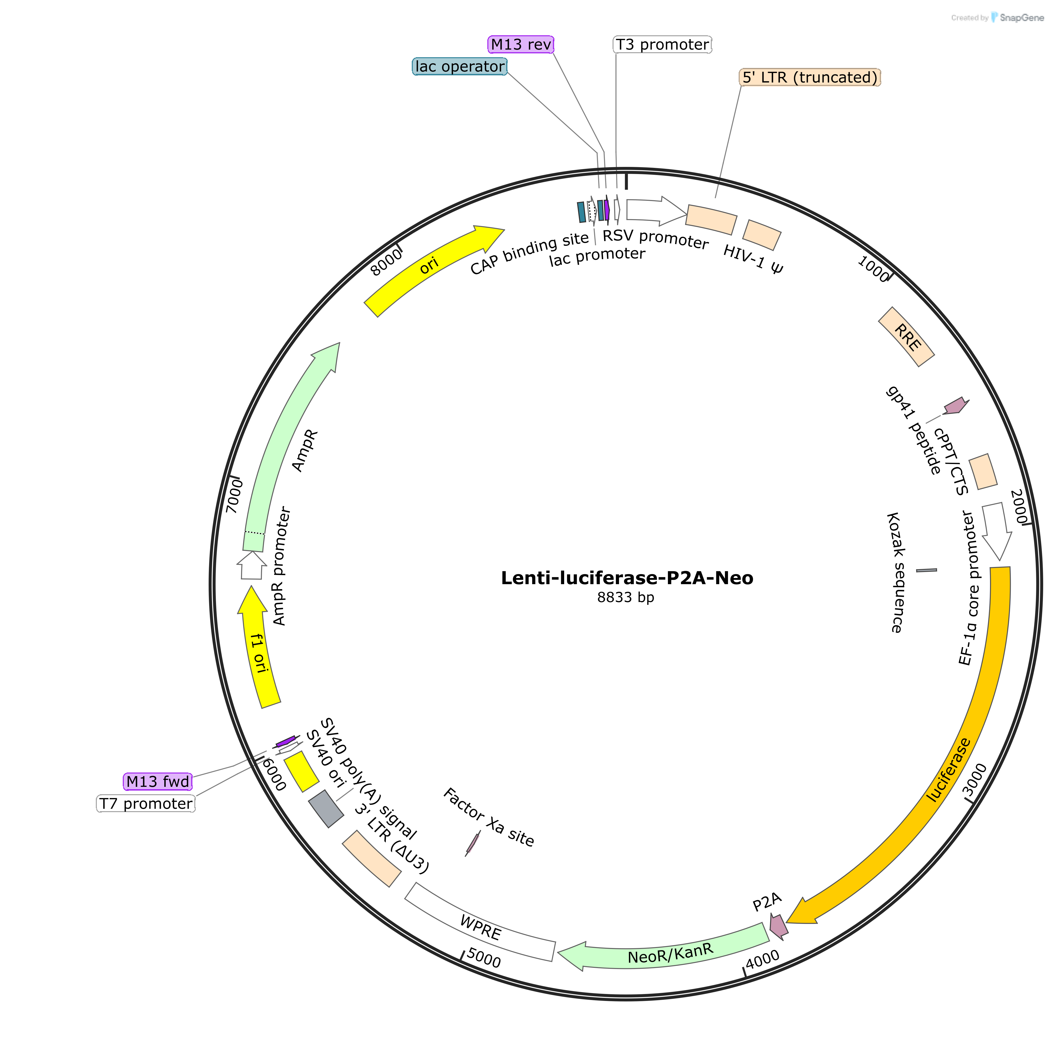 Lenti-Luciferase-P2A-Neo Plasmid - AAT Bioquest