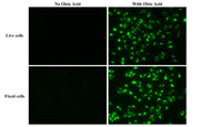 LipidLite™ Green Neutral Lipid Stain for Intracellular Imaging - AAT Bioquest