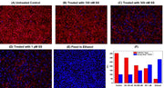 Live or Dead™ Cell Viability Assay Kit *Red/Blue Dual Fluorescence* - AAT Bioquest