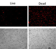 Live or Dead™ Fixable Dead Cell Staining Kit *Orange Fluorescence* - AAT Bioquest
