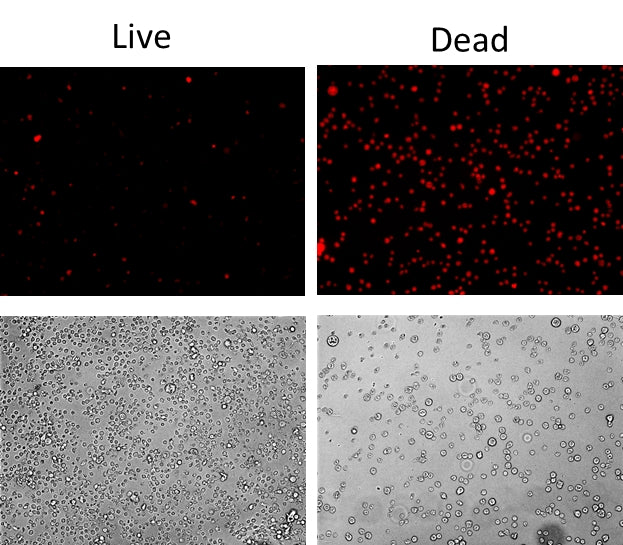 Live or Dead™ Fixable Dead Cell Staining Kit *Orange Fluorescence* - AAT Bioquest