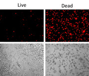Live or Dead™ Fixable Dead Cell Staining Kit *Red Fluorescence* - AAT Bioquest