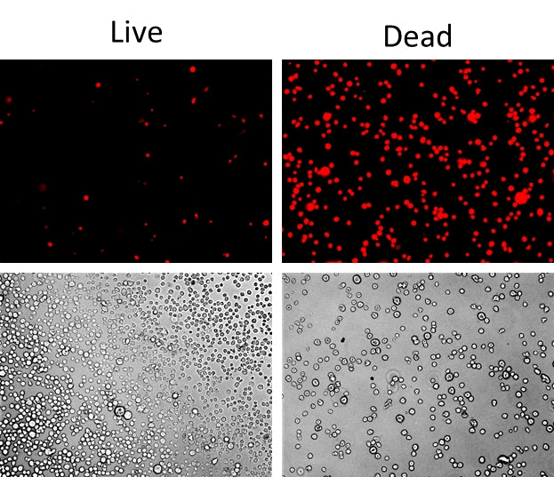 Live or Dead™ Fixable Dead Cell Staining Kit *Red Fluorescence* - AAT Bioquest