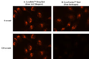 LysoBrite™ Deep Red - AAT Bioquest