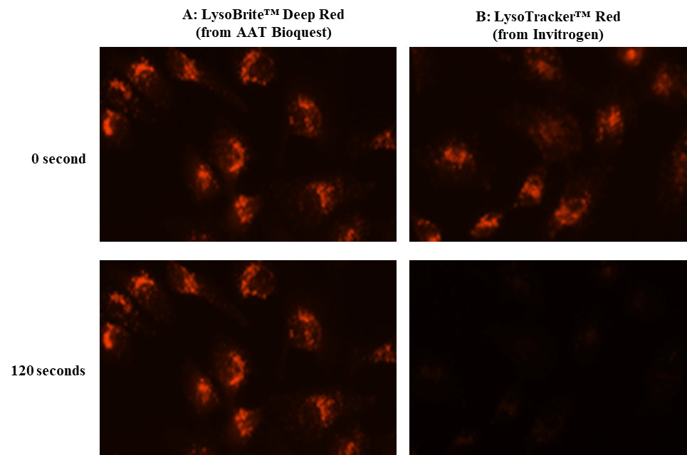 LysoBrite™ Deep Red - AAT Bioquest